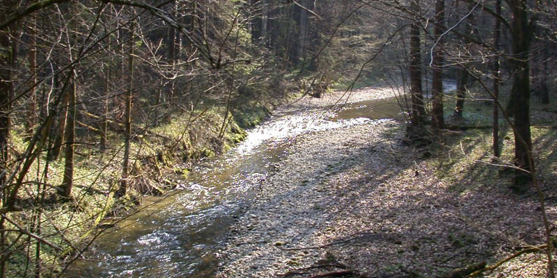 Kleiner Flusslauf, mit vielen Kieseln am und im Flussbett, der in einem Nadel- Laubwald fließt.