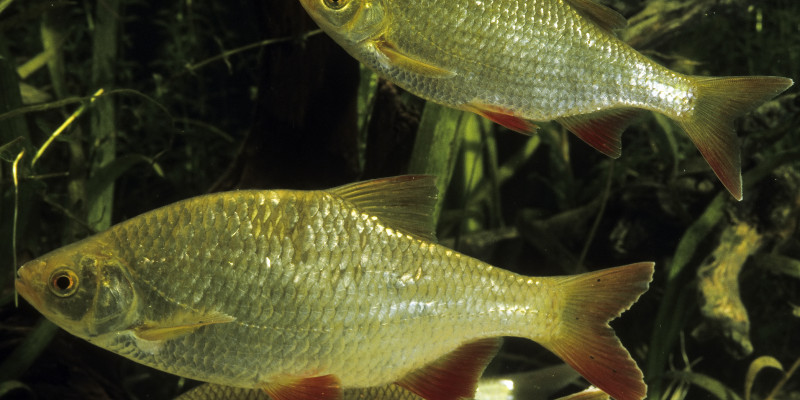 Drei weiße Fische deren Schwanz- und Seitenflossen rot gefärbt sind