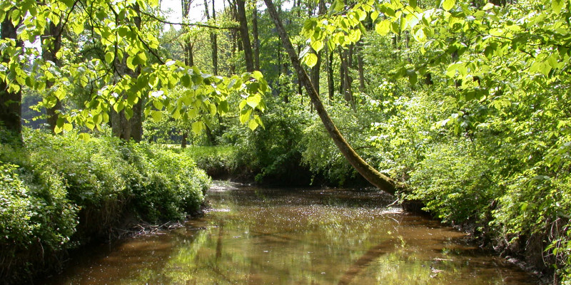 Brauner Fluss mit dichtem, grünem Uferbewuchs