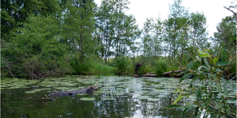 Blick auf die glatte Oberfläche der Spree mit Seerosenblättern und Bäumen am anderen Ufer