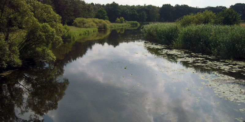 Blick auf auf den Flusslauf der Spree mit grüner Uferböschung rechts und links.