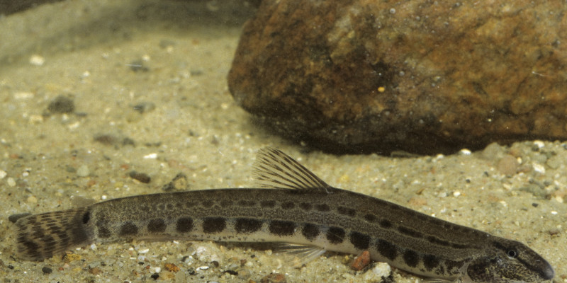 Ein langer grauer Fisch mit weißem Bauch und großen schwarzen Punkten an der Seite schwimmt vor einem braunen Stein.