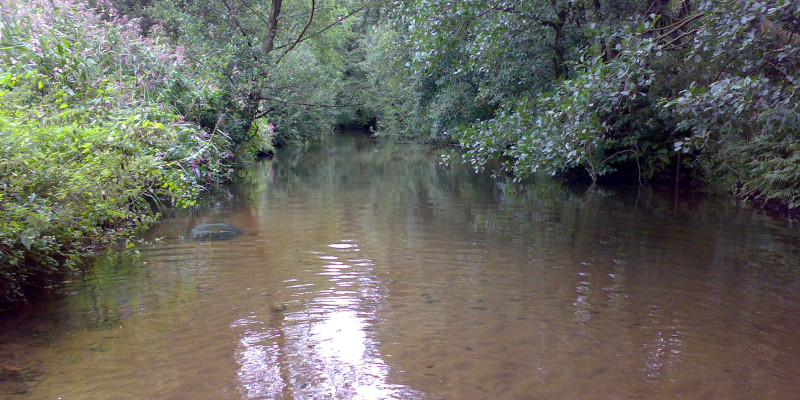 Ansicht eines Flusses mit braunem Wasser und hoher, dichten Büschen am Ufer.