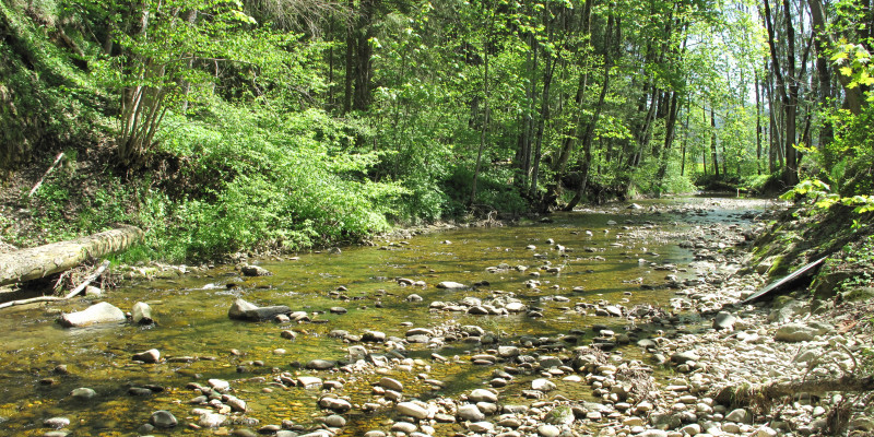 Breiter sehr flacher Fluss, dessen Grund mit vielen kleinen Steinen versehen ist.