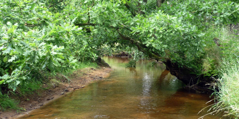 Kleiner Fluss mit klarem Wasser. Der Flussgrund ist schlammig und die Bäume am Ufer wachsen über den Fluss.