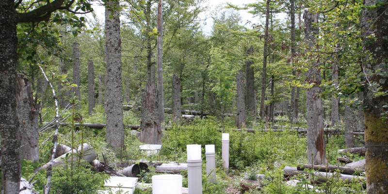 Forellenbach_Spruce F1 regeneration after bark beetle infestation