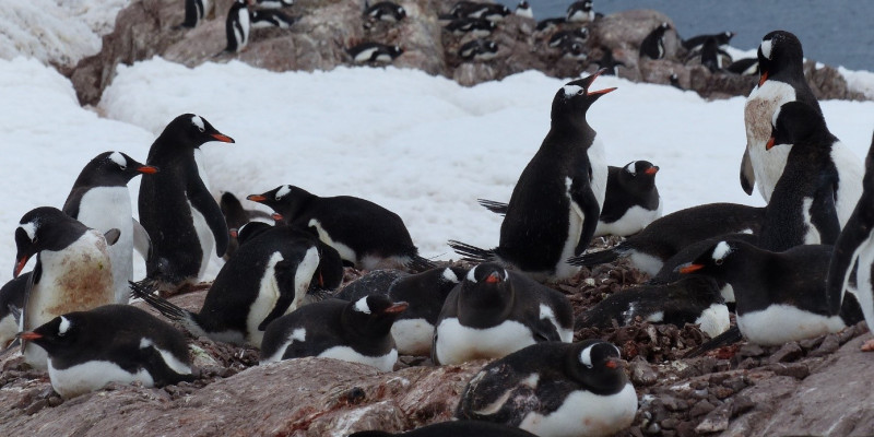 Eselspinguine: Kolonie an der Antarktischen Halbinsel