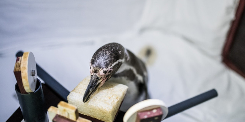 Pinguin, der trainiert auf Station stillzuhalten