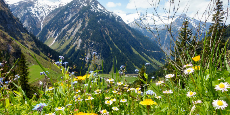 Vorne ist eine Blumenwiese mit Löwenzahn zu sehen, im Hintergrund schneebedeckte Berggipfel.