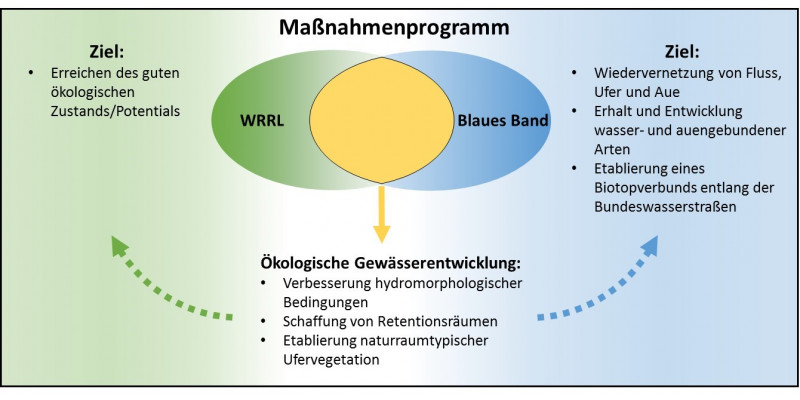 Ein Schaubild mit dem Titel "Maßnahmenprogramm". Zu sehen sind zwei sich überschreitende Kreise. Diese sind mit "WRRL" und "Blaues Band" betitelt. Neben den Kreisen sind Ziele beschrieben. Neben dem Kreis "WRRL" steht: "Ziel: Erreichen des guten ökologischen Potentials/Zustandes", neben dem Kreis "Blaues Band" steht: "Ziel: Wiedervernetzung von Fluss, Ufer und Aue. Erhalt und Entwicklung wasser- und auengebundener Arten. Etablierunge eines Biotopverbunds entlang der Bundeswasserstraßen". 