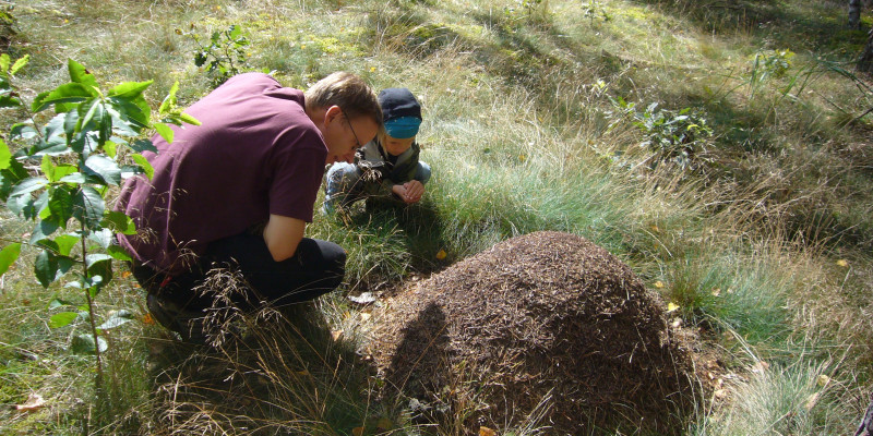 Ameisenhaufen im Wald