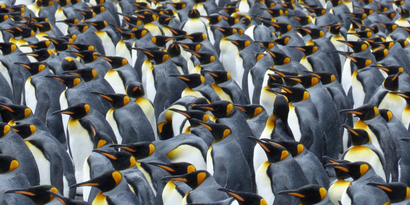 Pinguine 
