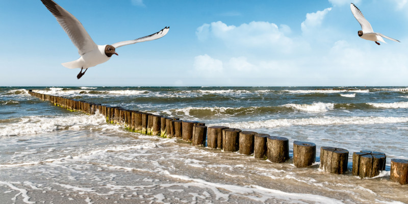 Eine Möwe fliegt über einem Strand in der Sonne.