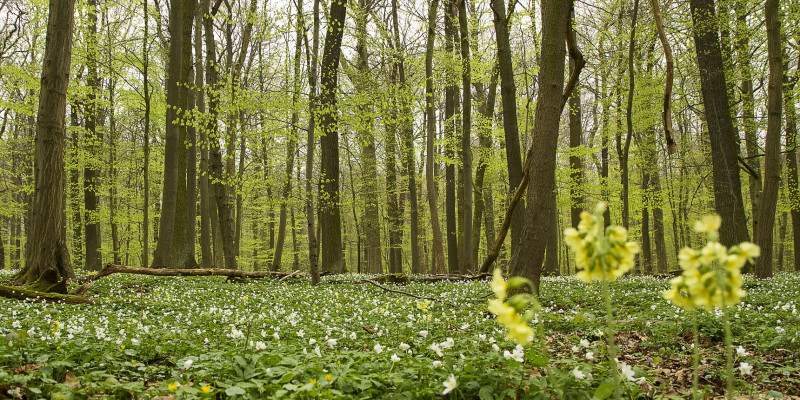 Ein Wald im Frühling.
