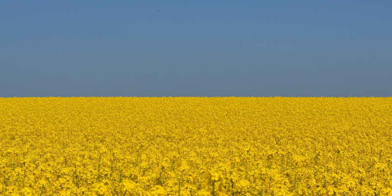 A rapeseed field under a blue sky