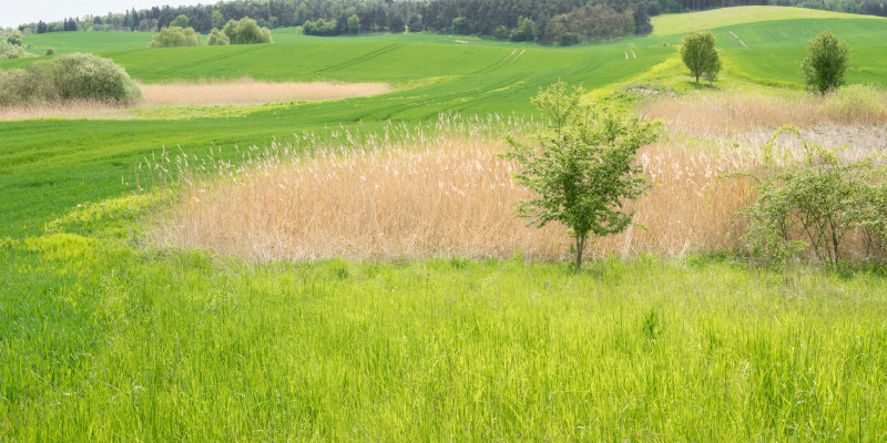 Ein Feld mit Gräsern und Blüten