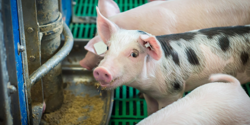 Schweine werden automatisch in einem Stall gefüttert.