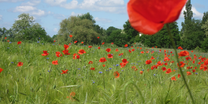 Rote Wildblumen auf einem Getreideacker 