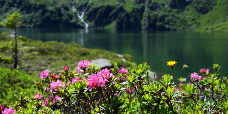 Alpenrose und See