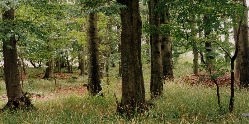 Bild eines naturnahen Waldgersten-Buchenwald mit Humusform Mull