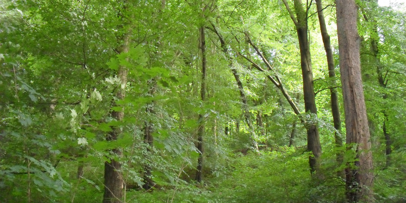 Ein Laubwald