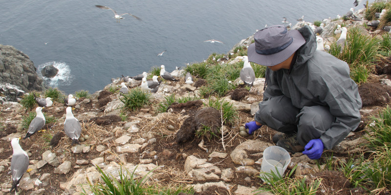 Sampling eggs of Black-tailed Gull in Korea