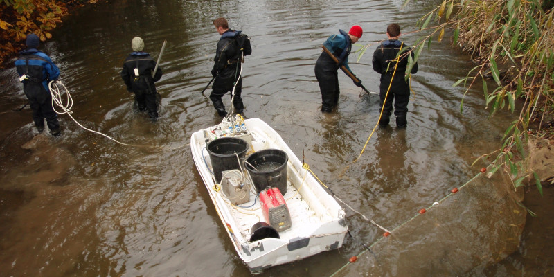 Fish sampling at the British National Fish Tissue Archive (UK Centre for Hydrology and Ecology)