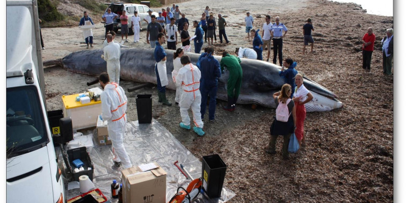 Stranding of a whale in Italy