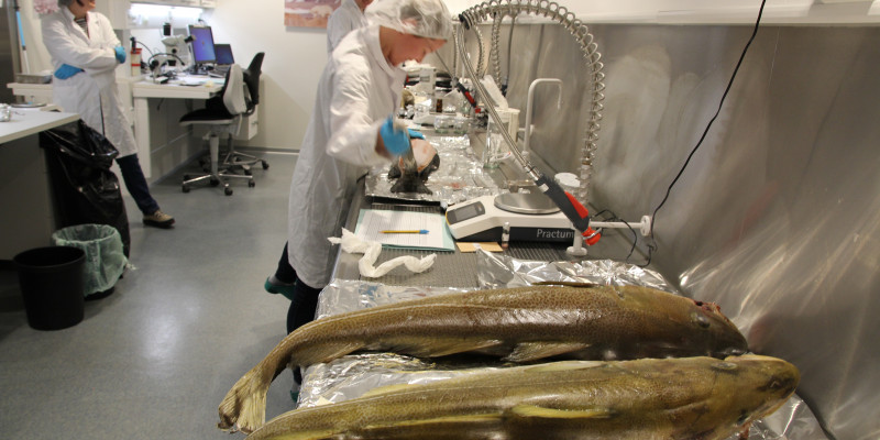 Dissecting fish at the Norwegian Environmental Specimen Bank