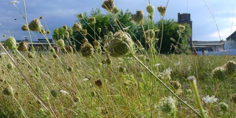 Wiese mit Gras im Vordergrund