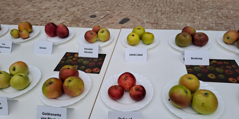 Verschiedene Apfelsorten auf einem Tisch mit Schildern