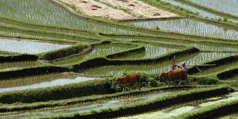 Mehrere grüne Abschnitte bewässerter Reisfelder.