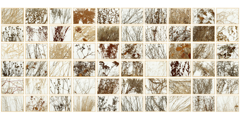 Collage mehrerer Pflanzen im Winter