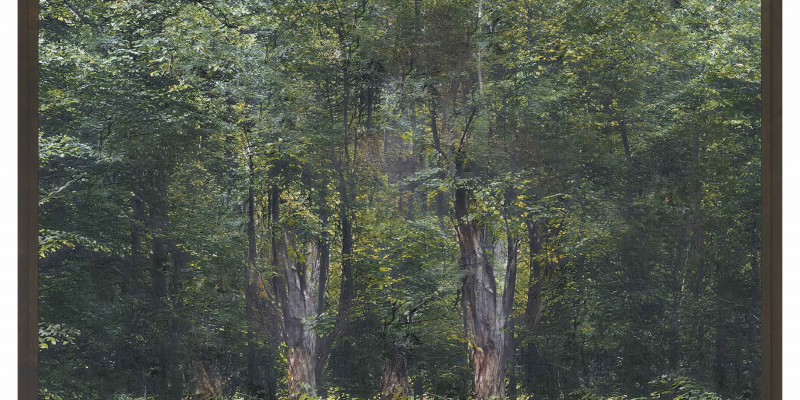 künstliches Waldbild einer KI