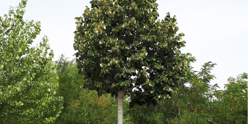 Ein Baum 
