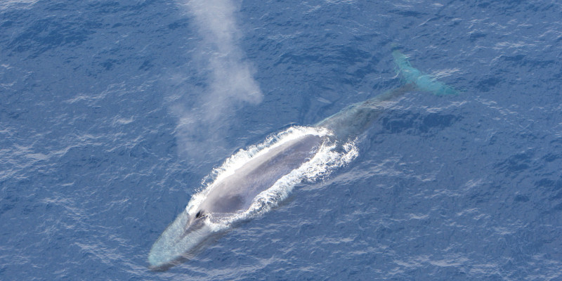 Ein soeben aufgetauchter Blauwal stößt Blas, seine Atemluft durch das Blasloch aus. 