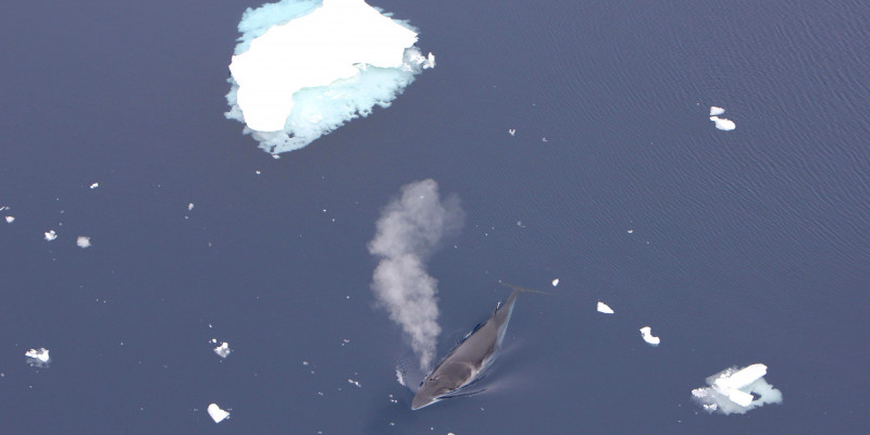 minke whale