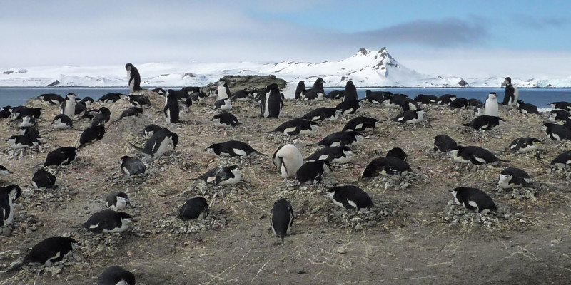 Zügelpinguine brüten auf einem Erdhügel. Im Hintergrund sieht man Meer und große Eismassen.