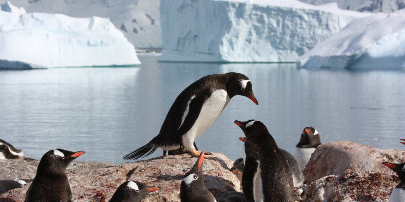 Eine Gruppe Pinguine sitzt und steht auf einem Erdhügel. Dahinter ist Wasser auf dem Eisberge schwimmen. Im Hintergrund ist ein schnee- und eisbedecktes Gebirge. 