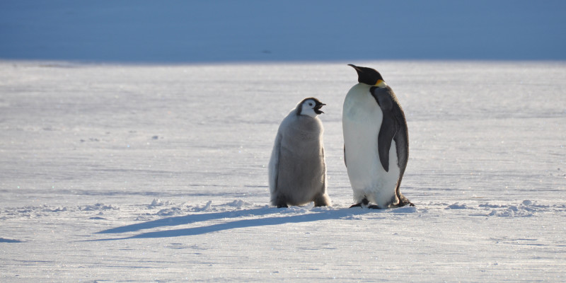 Eine erwachsener Kaiserpinguin liegt seitlich zur Kamera auf dem Bauch auf dem Eis. Rechts neben ihm steht sein Junges. 