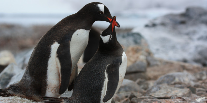 Zwei Pinguine schnäbeln. 