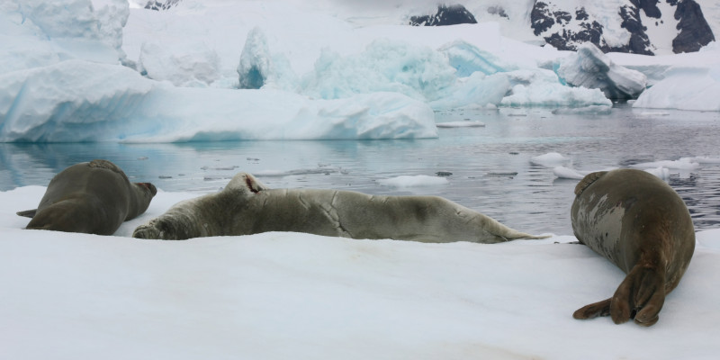 Am Rand des antarktischen Eis liegen drei Robben. Vor ihnen scheint eine Bucht zu sein. Gegenüber erheben sich große Eisformationen und Berge.