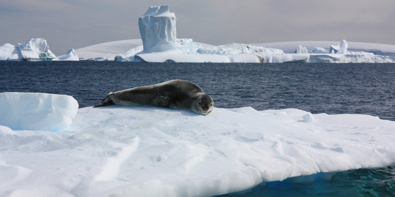 Ein Seeleopard liegt auf dem Bauch auf einer Eisscholle. Im Hintergrund sind Eisberge und am Horizont antarktisches Festland.