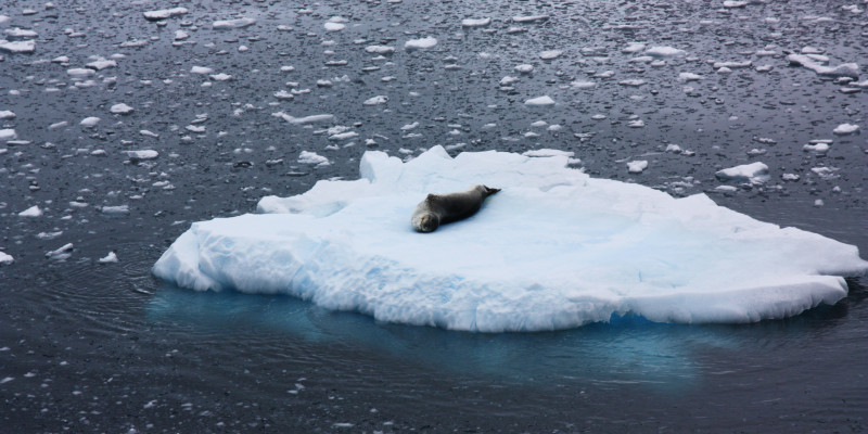 Eine Robbe, genauer ein Seeleopard liegt auf dem Rücken auf einer Eisscholle.