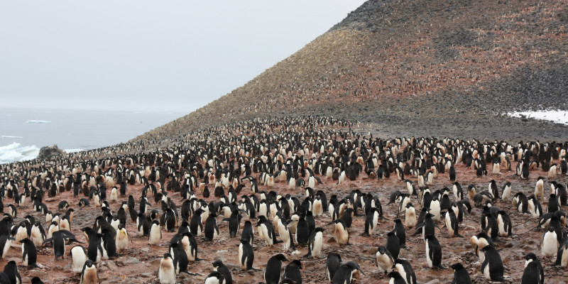 In protected areas, penguins of breeding and rearing their young are not disturbed.
