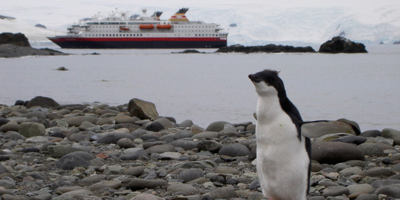 Penguins are one of the reasons to travel to Antarctica. 