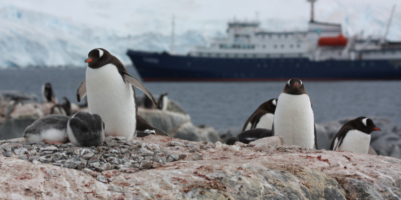 Many visitors to Antarctica hope to see penguins breeding or raising their young. 