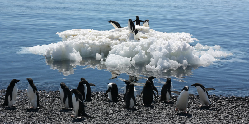 The Adélie penguin is one of five penguin species which breed in the Antarctic. 