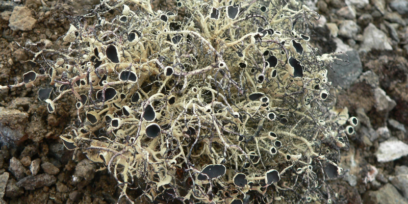 Lichens such as these beard lichen make up the majority of Antarctica's vegetation. 