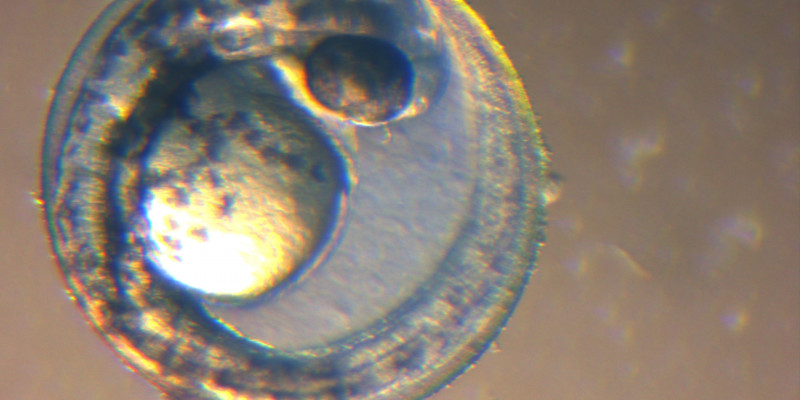Ein Fischembryo im Testgefäß.